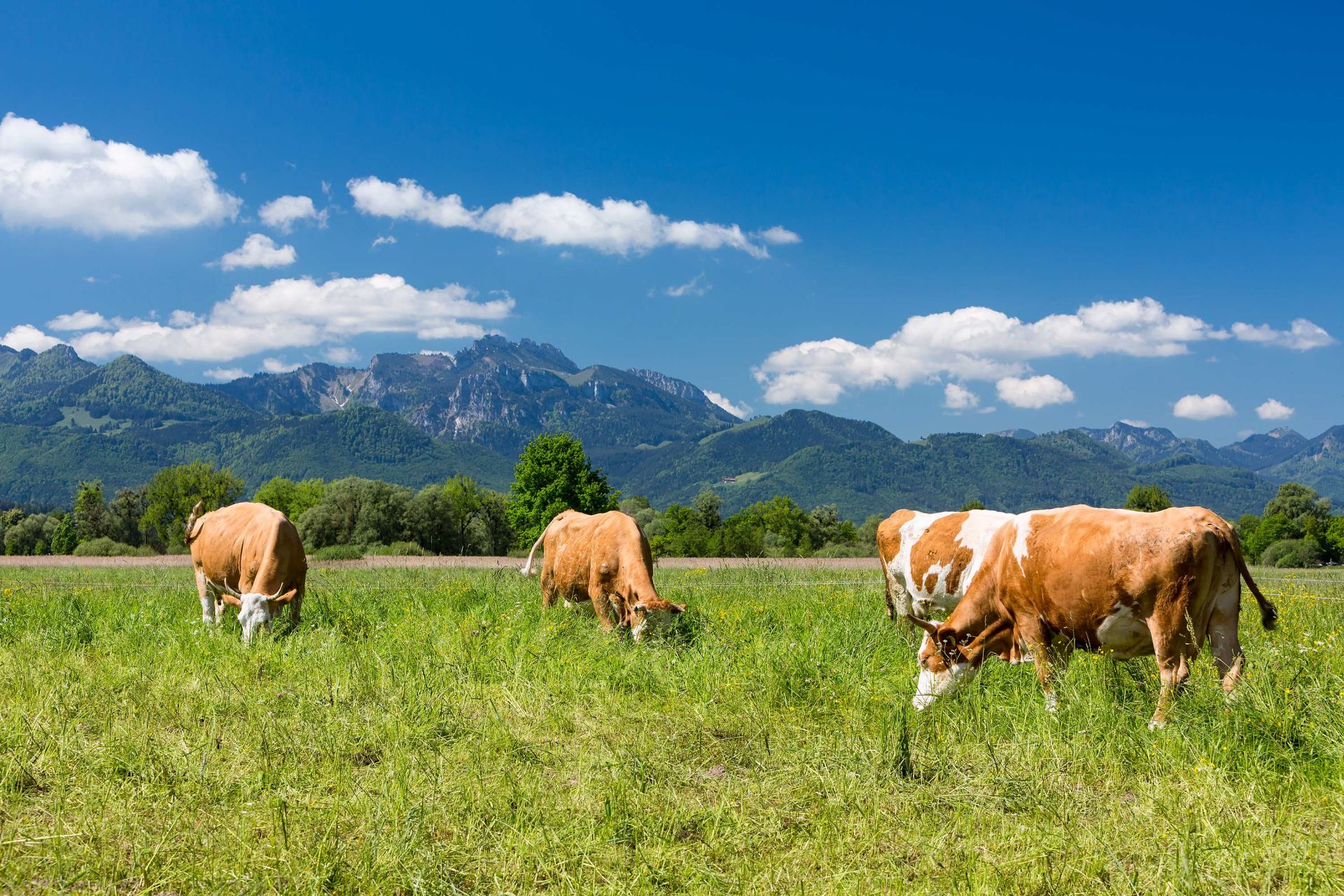 Auf einer Wiese stehen mehrere Kühe. Im Hintergrund Berge. Es ist ein sonniger Tag mit blauem Himmel und weißen Wölkchen.