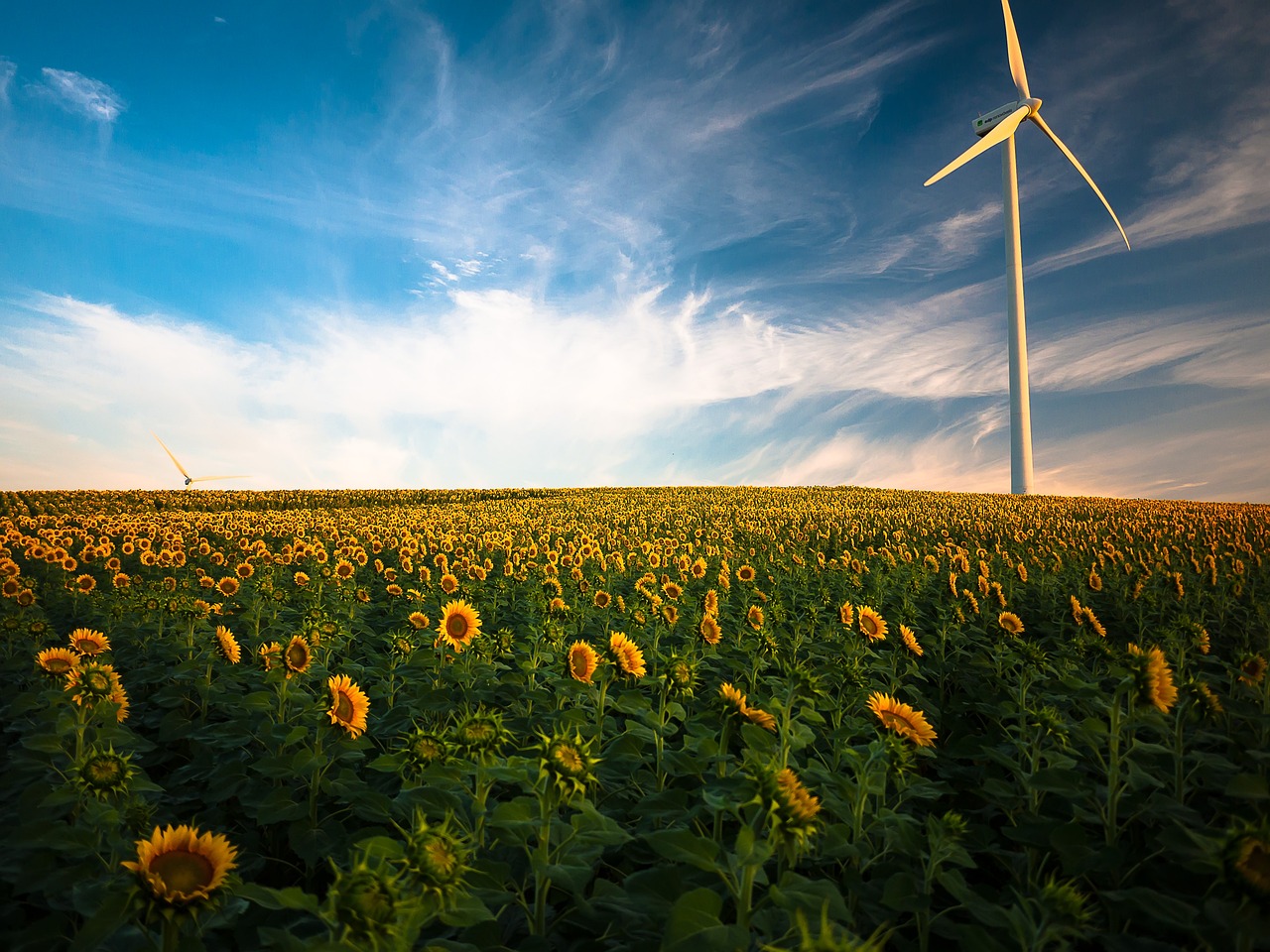 Es ist ein Sonnenblumenfeld bis zum Horizont vor blau-weißem Himmel. In dem Feld steht ein Windrad.