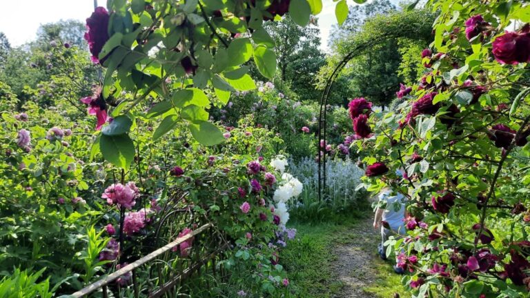 „Grüner Ratsch“ im Trostberger Rosengarten
